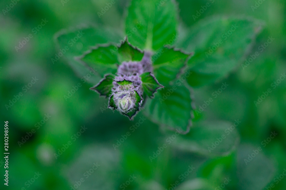 花园里夏天的绿色植物。