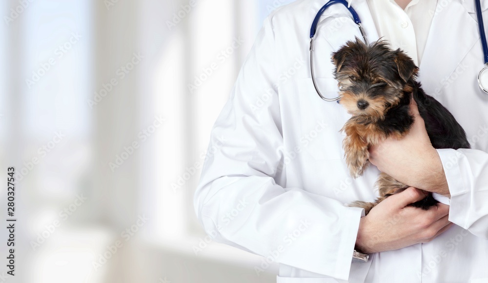 Small cute dog examined at the veterinary doctor, close-up