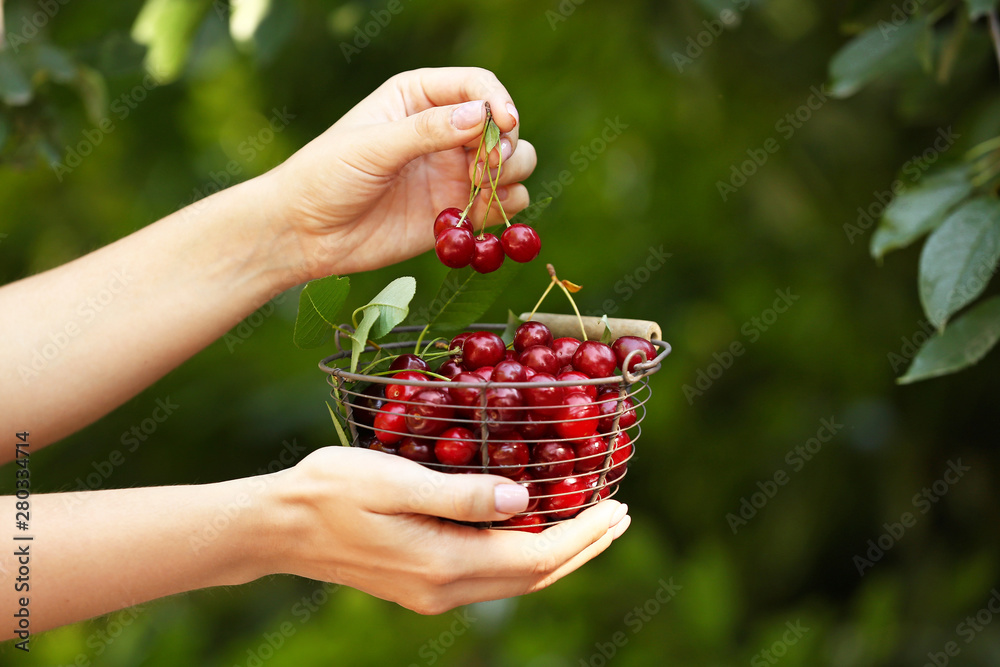 Female hands with tasty fresh cherries in basket outdoors