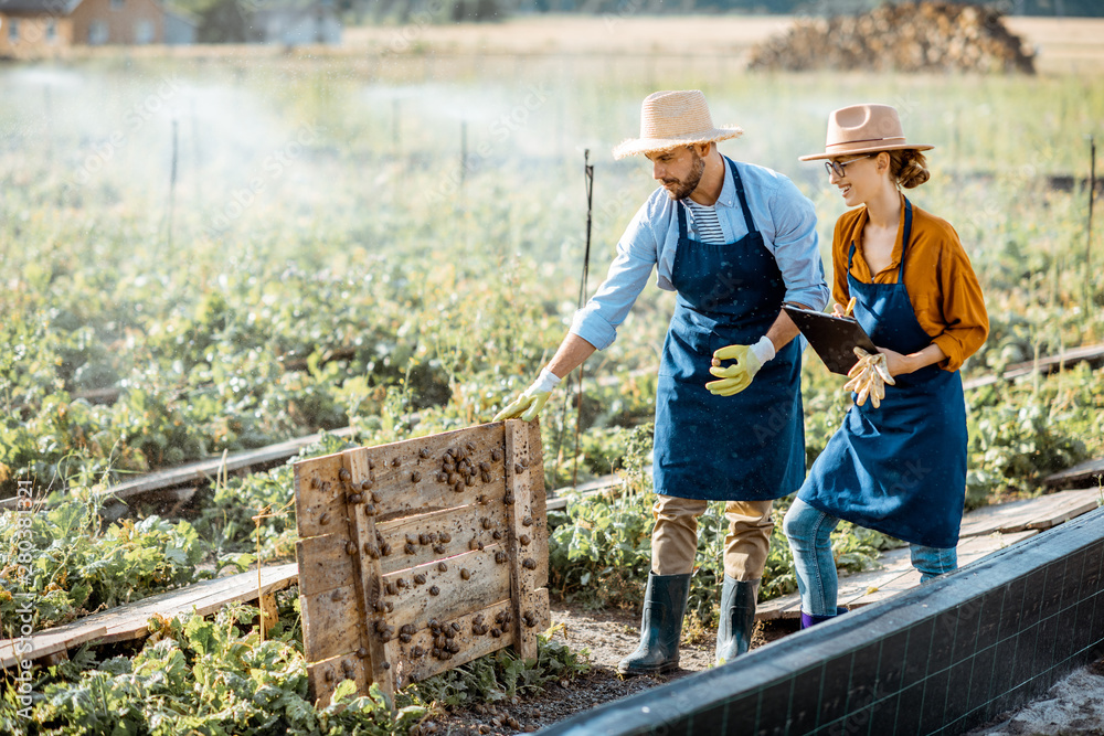 Two young beautifully dressed farmers examining snails growing process on the field with automatic w