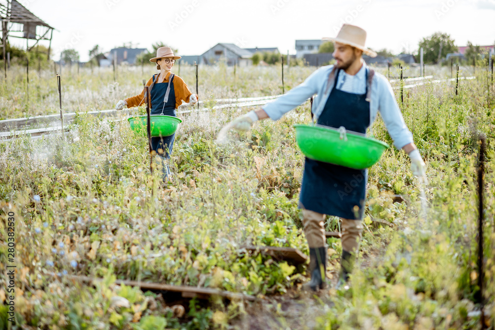 Two well-dressed farmers feeding snails, walking on the field with green buskets and powdering feed.