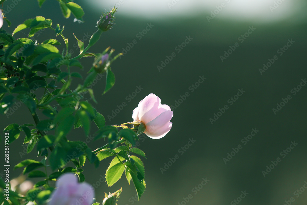 Beautiful flower on spring day outdoors