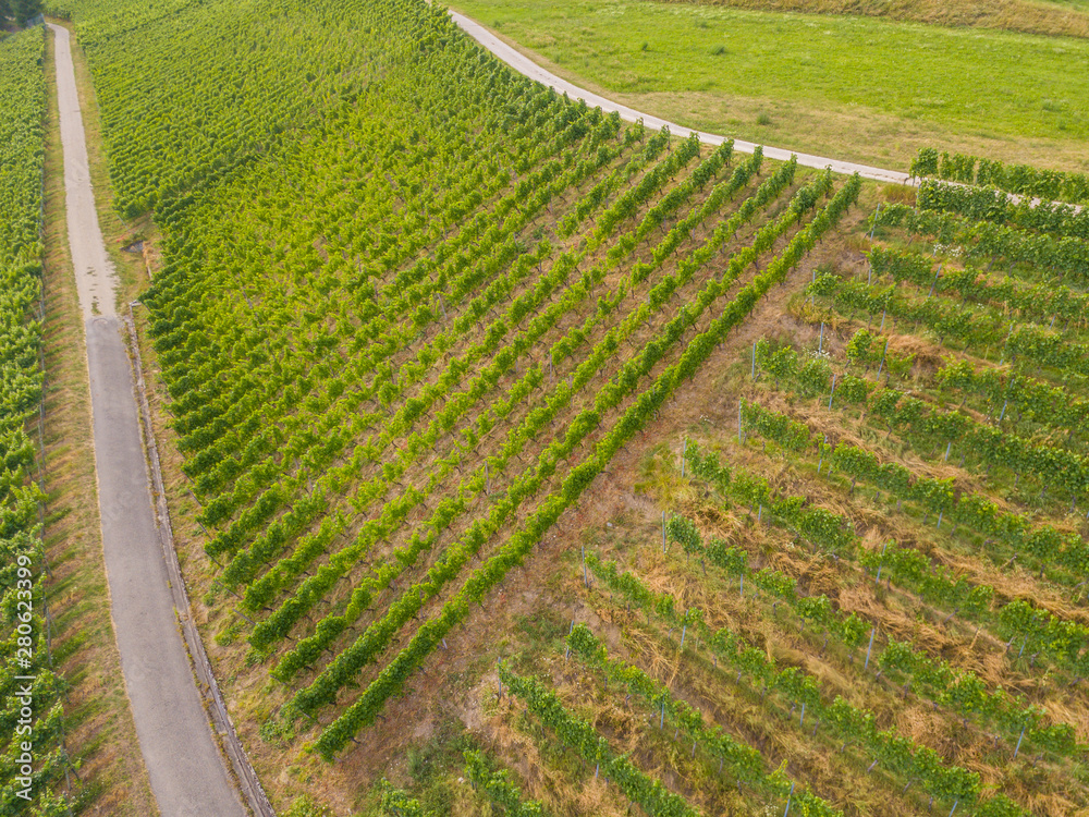 Aerial view of vineyard with plants in row in Switzerland on summer evening.