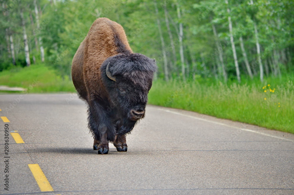 Wild Prairie Bison on roadway