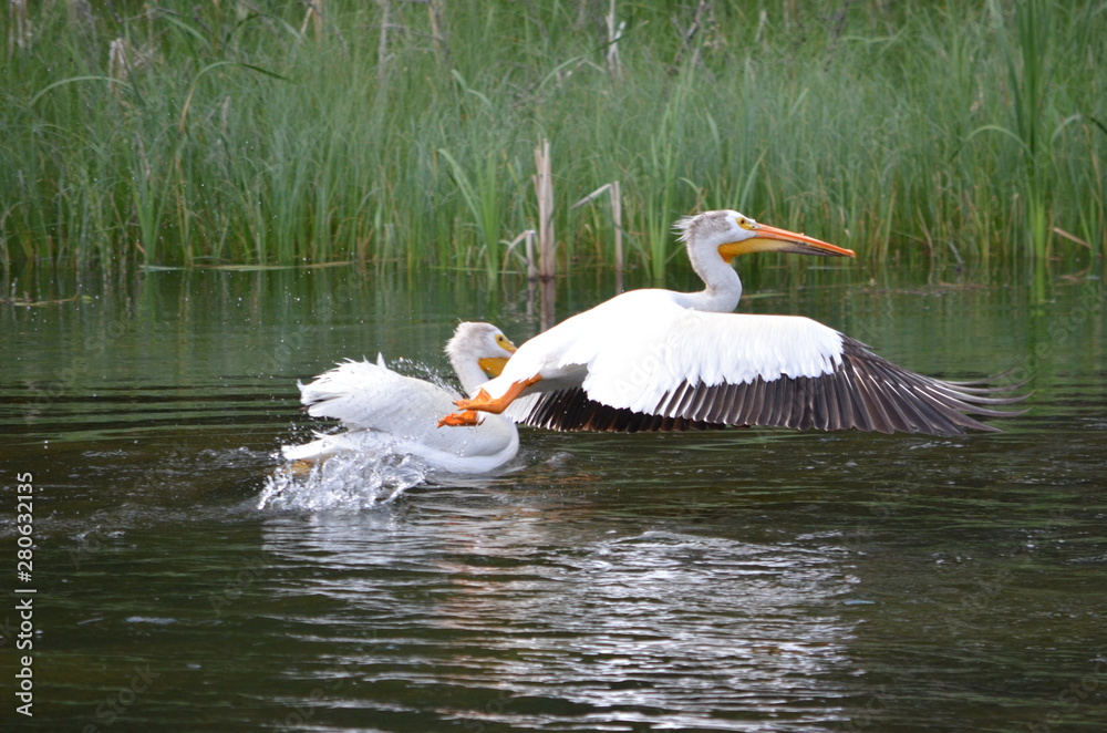 American white pelicans along a river in  Northern Saskatchewan, Canada.