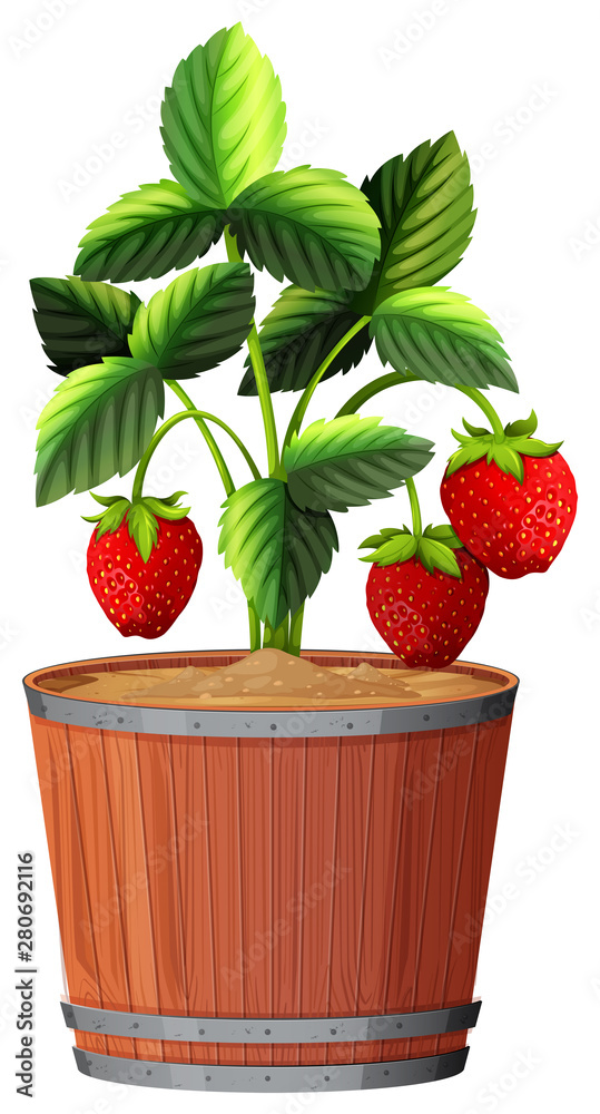 Pot plant with green leaves on an isolated white background