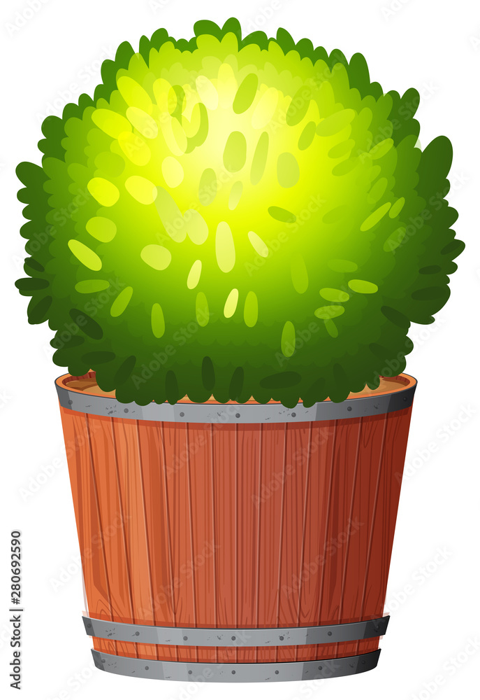 Pot plant with green leaves on an isolated white background