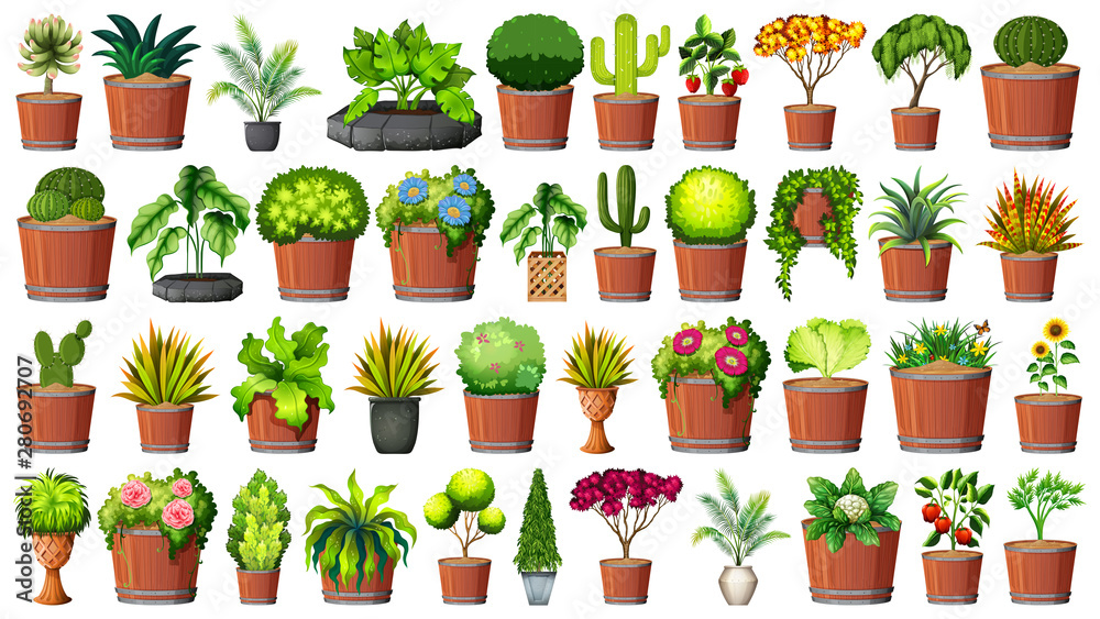 Collection of potted plants on white