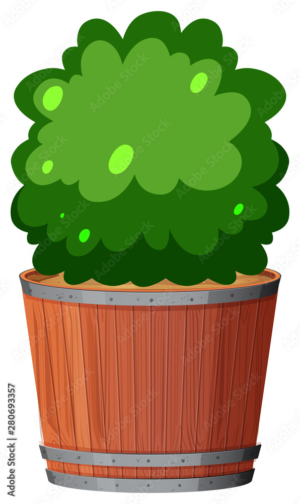 Pot plant with green leaves on an isolated white background