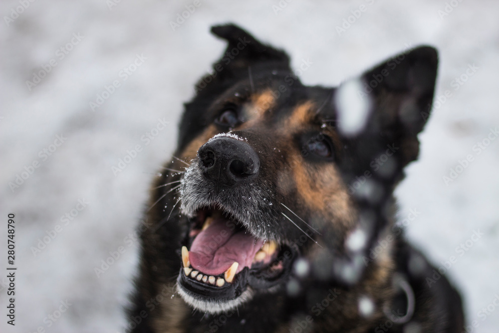 可爱的杰南牧羊犬捕捉慢雪花