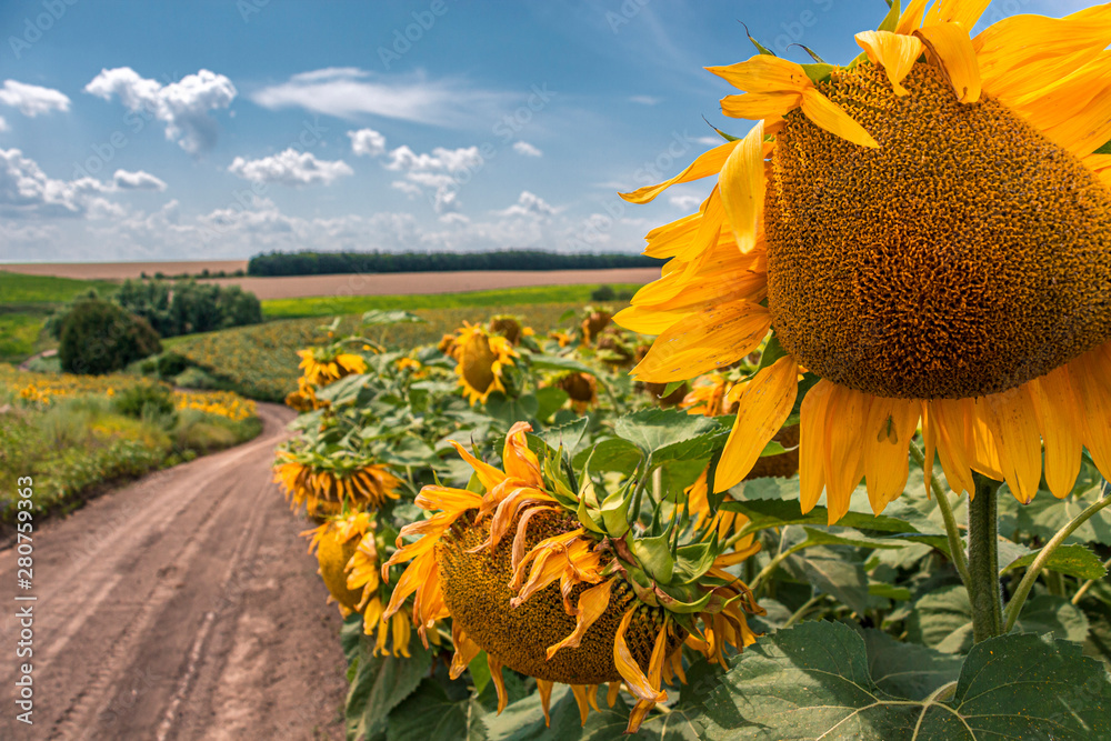 Sunflower field on a bright sunny day against the blue sky