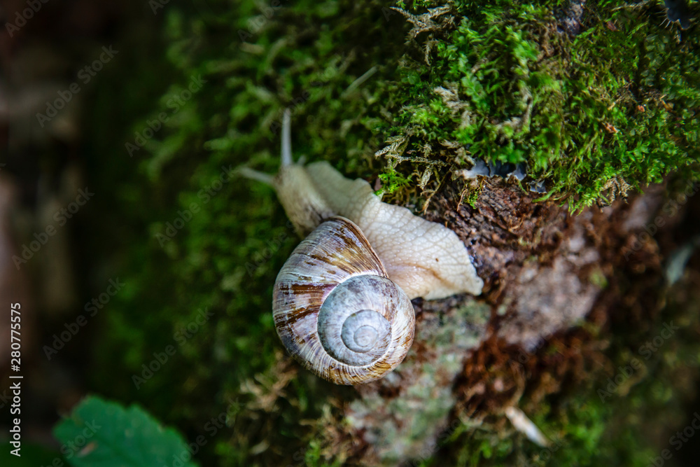 蜗牛在森林苔藓上爬行