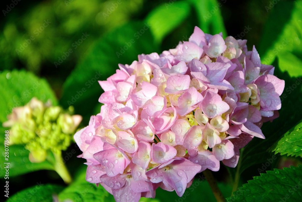 花园里的粉色绣球花特写