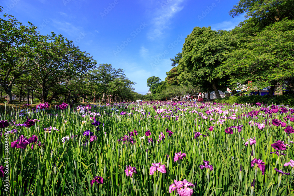 花菖蒲園＠長崎県大村市