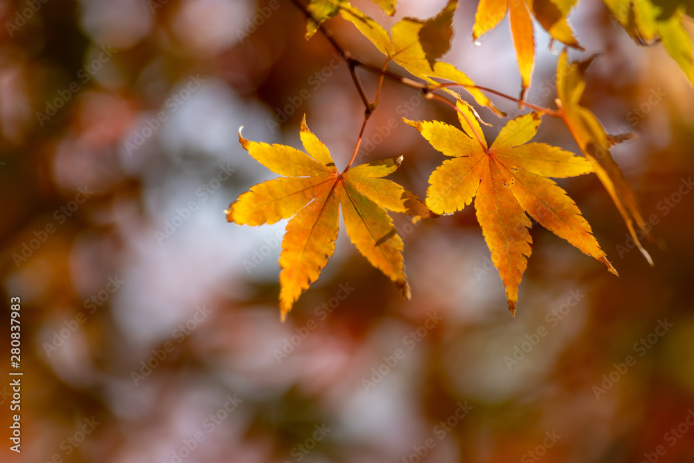 紅葉　秋イメージ