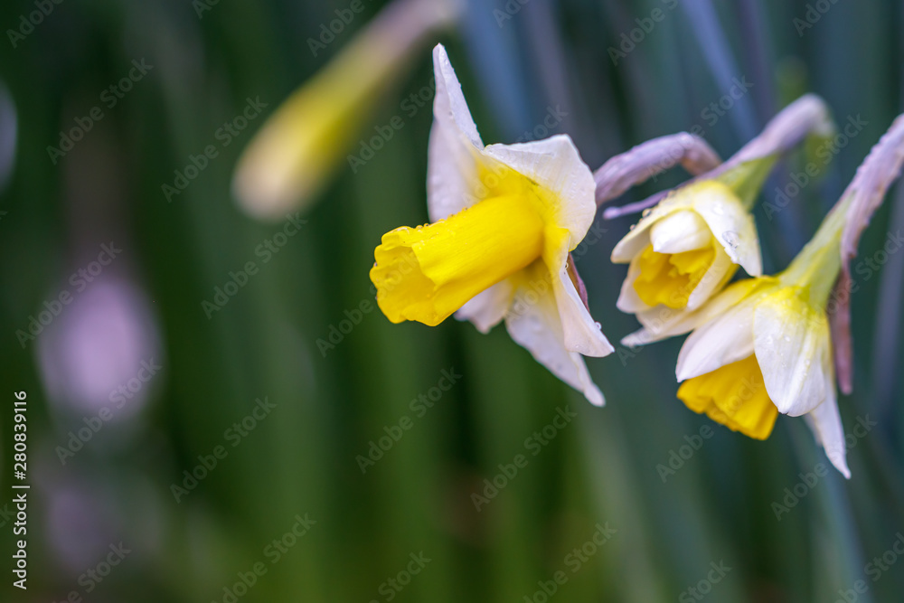 水仙の花　初春イメージ