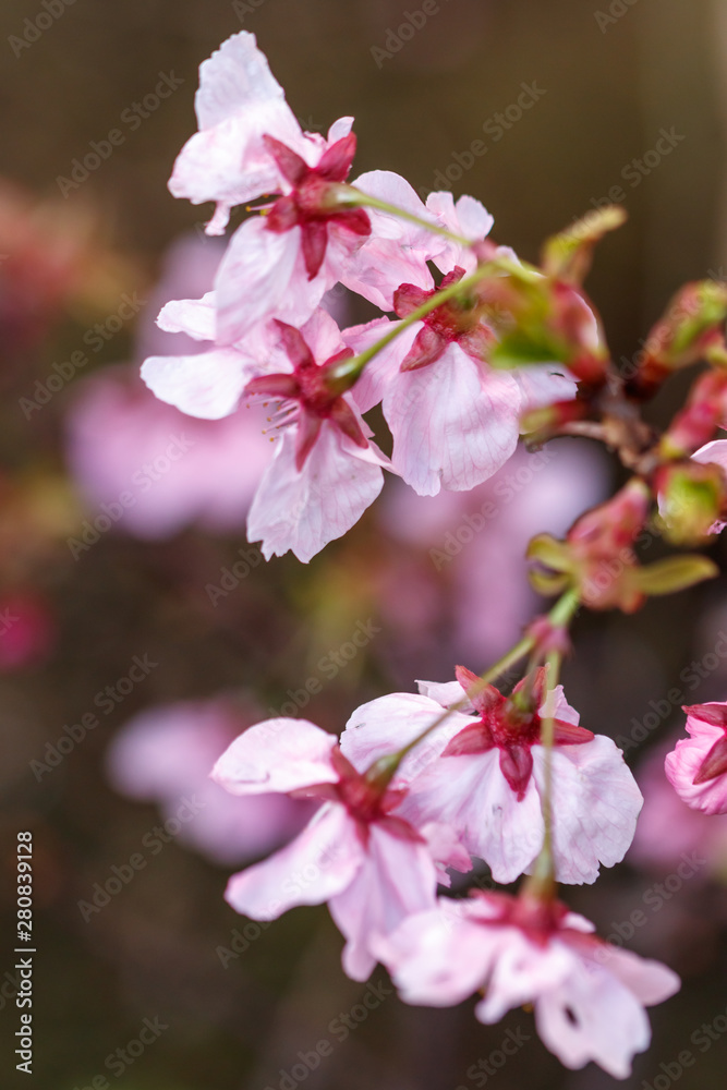 桜の花　春イメージ