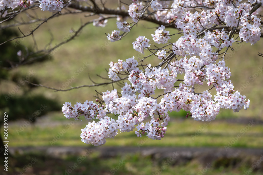 桜の花　春イメージ