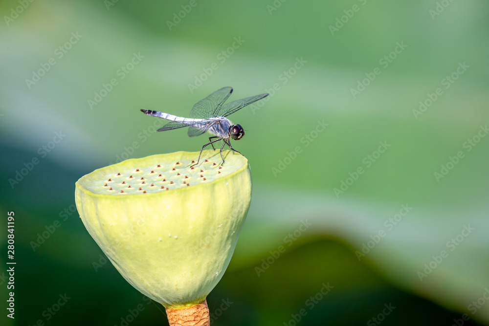 ハスの花