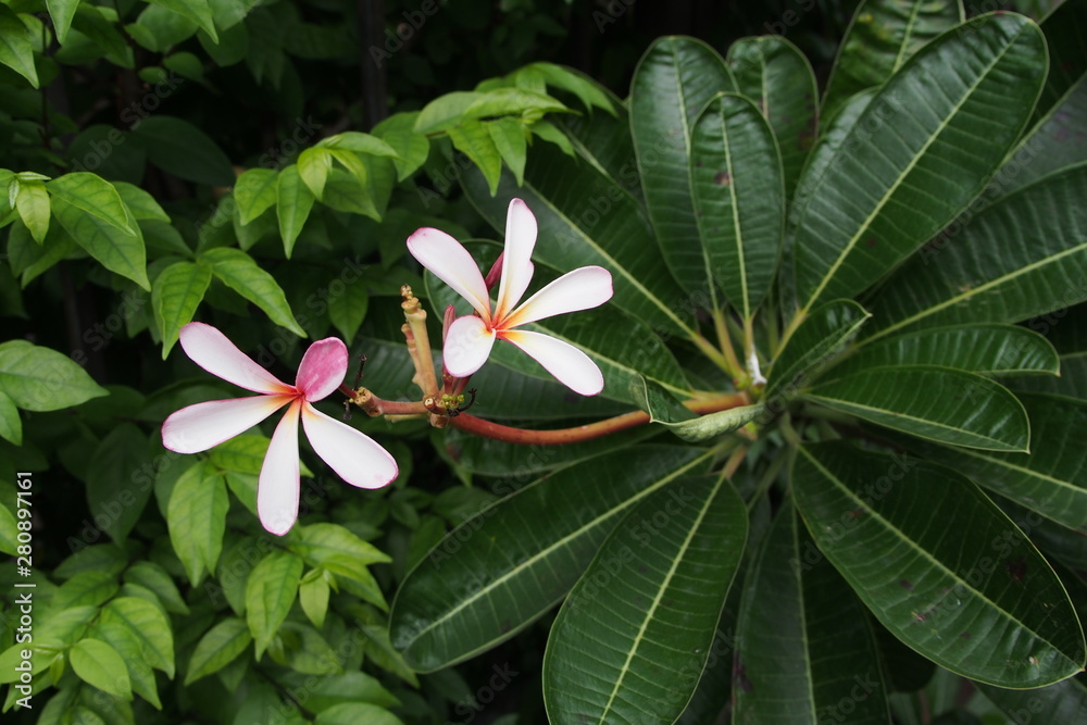 寺庙树花，夹竹桃科Frangipani或Plumeria