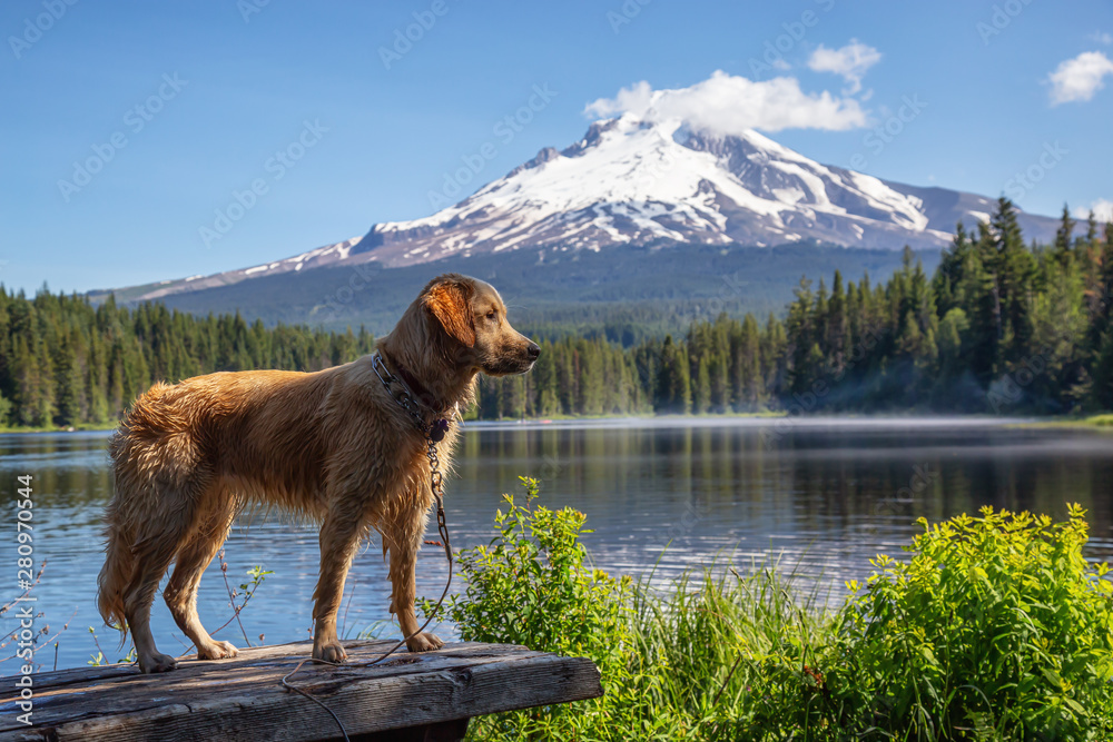 Golden Retriever is standing by the beautiful lake with Hood Mountain Peak in the background during 