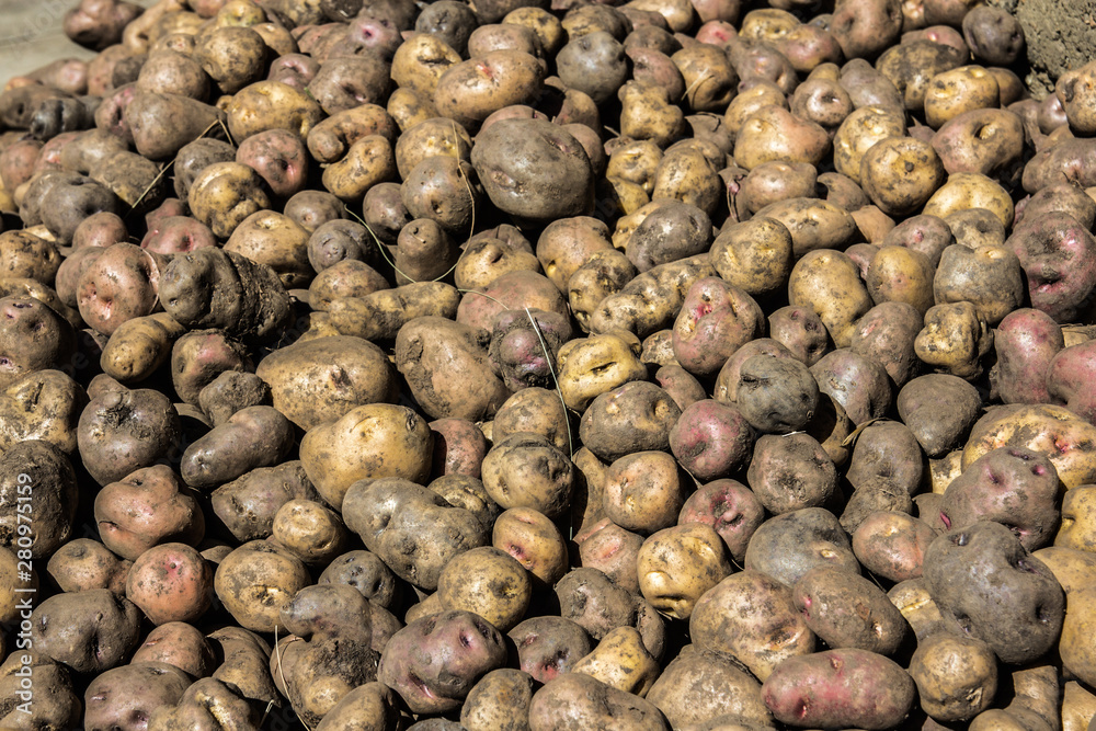 Raw potato freshly harvested at Cusco, Peru.