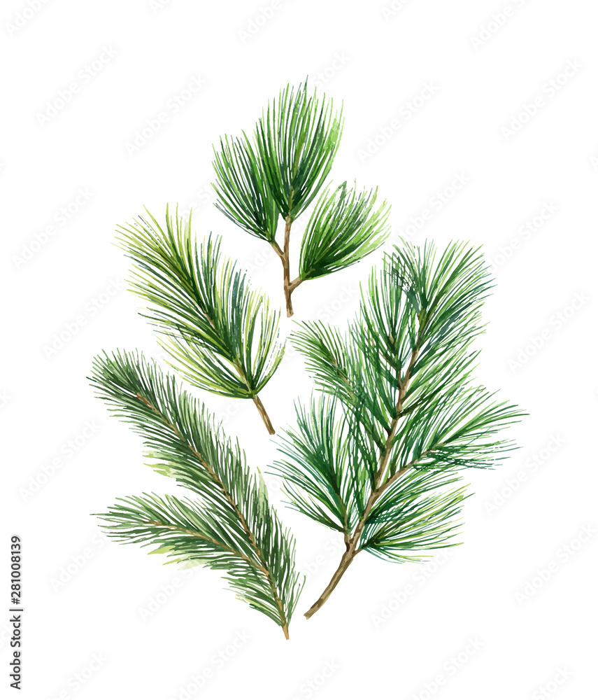 Christmas vector card with green fir branches isolated on white background.