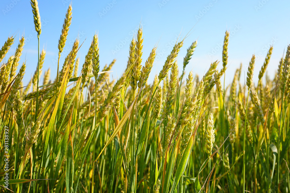 Spikelets on wheat field on summer day