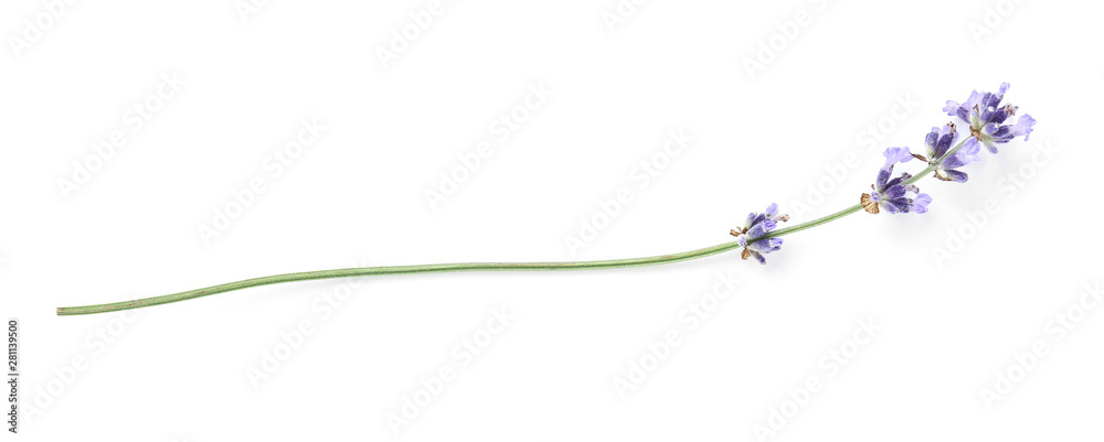 Beautiful lavender flowers on white background