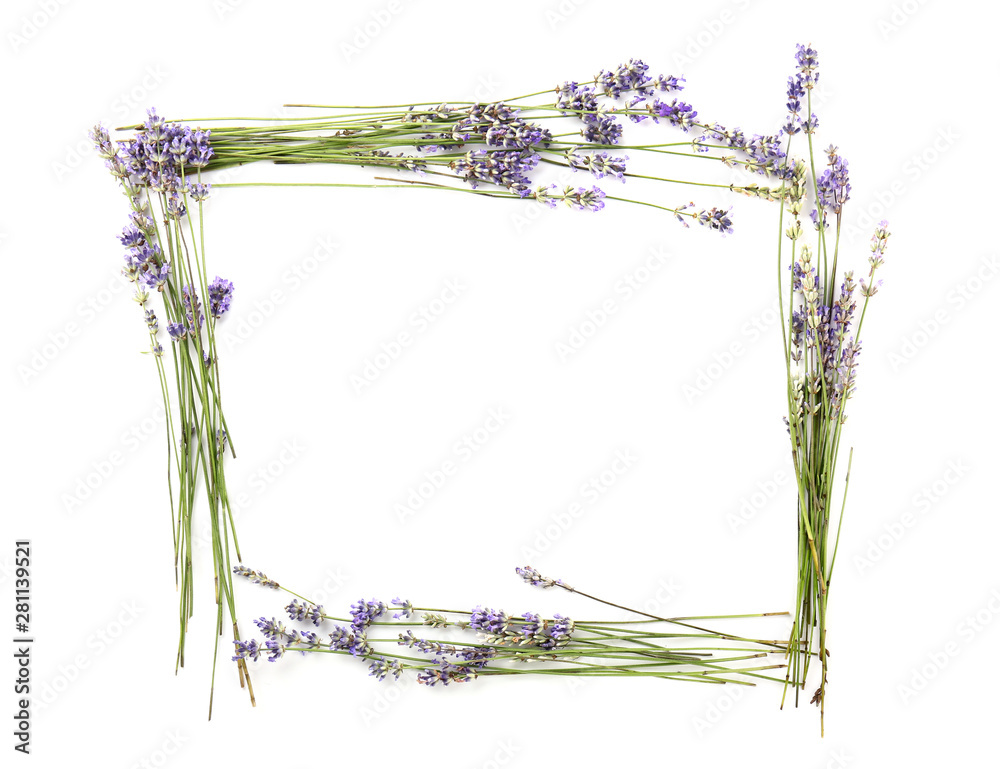 Frame made of beautiful lavender flowers on white background