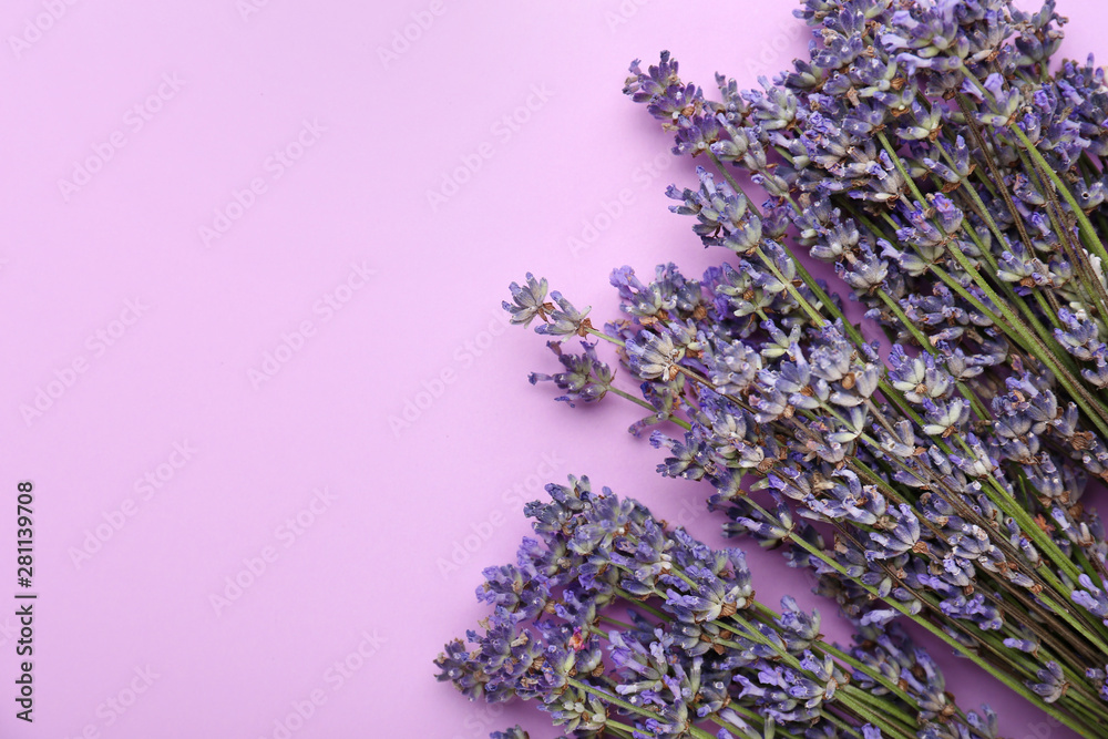 Beautiful lavender flowers on color background