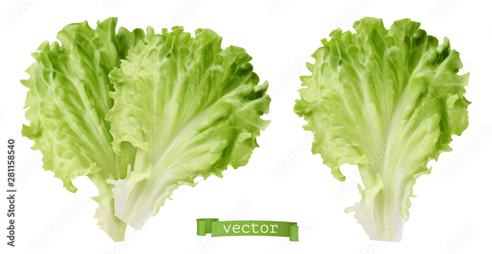 Lettuce. Leaf vegetable, 3d realistic vector