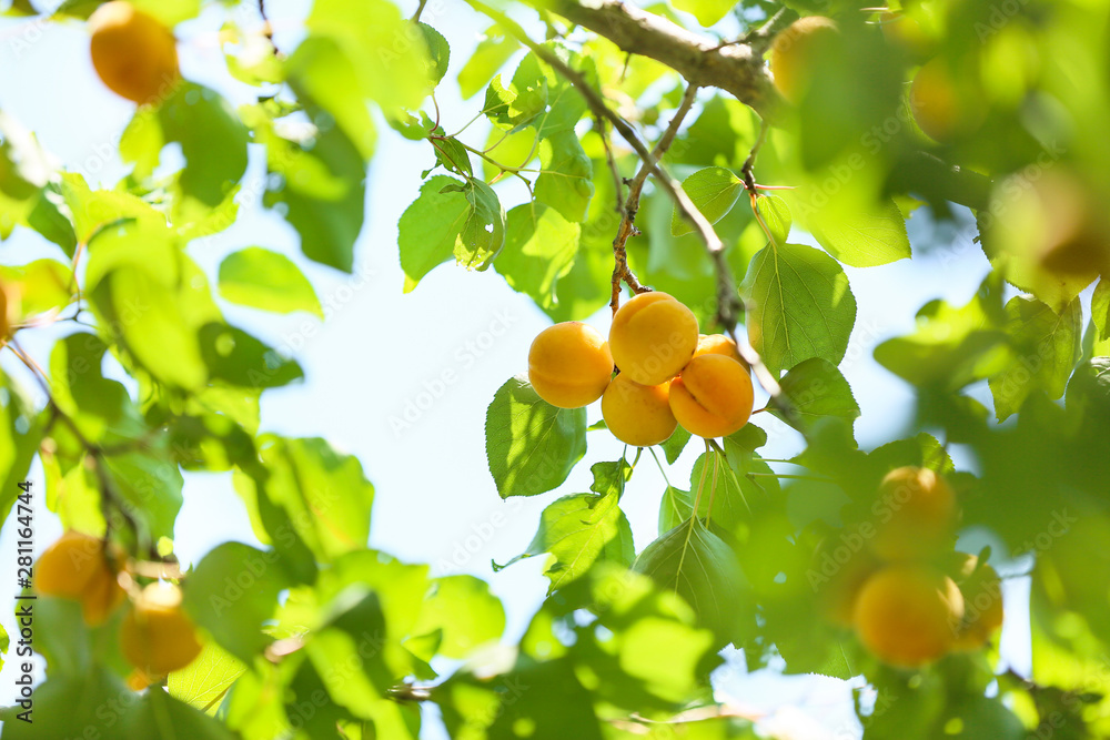 夏季成熟杏子枝