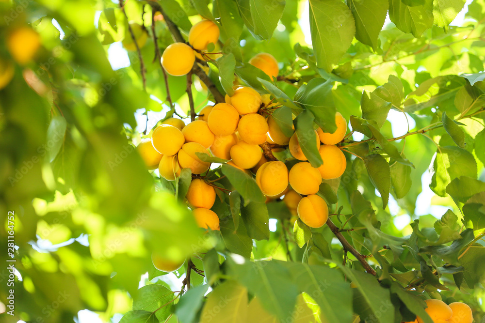 夏日杏子成熟枝