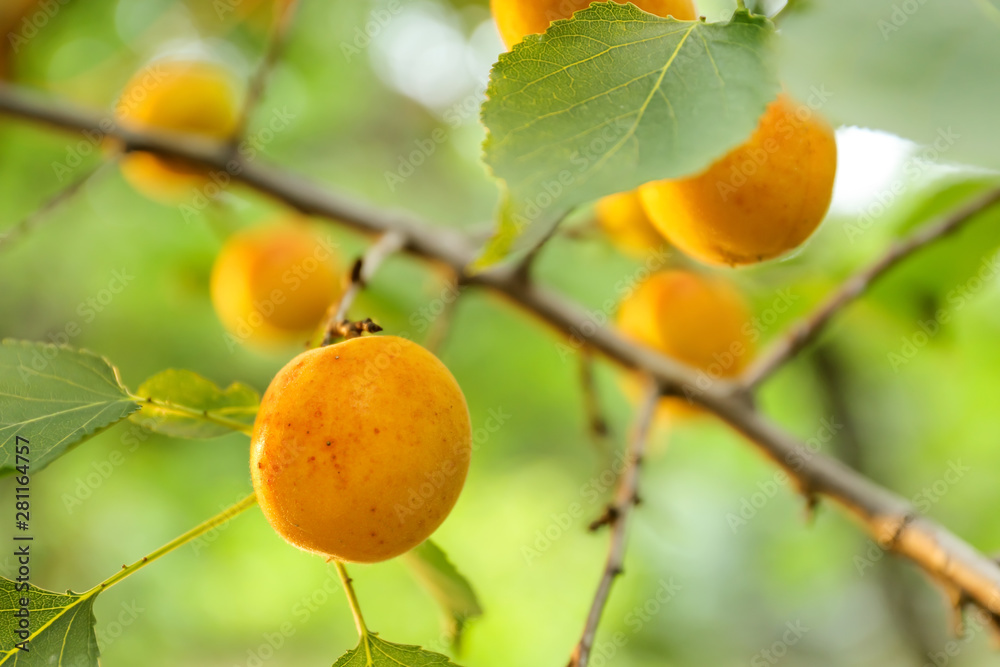 夏日杏子熟枝