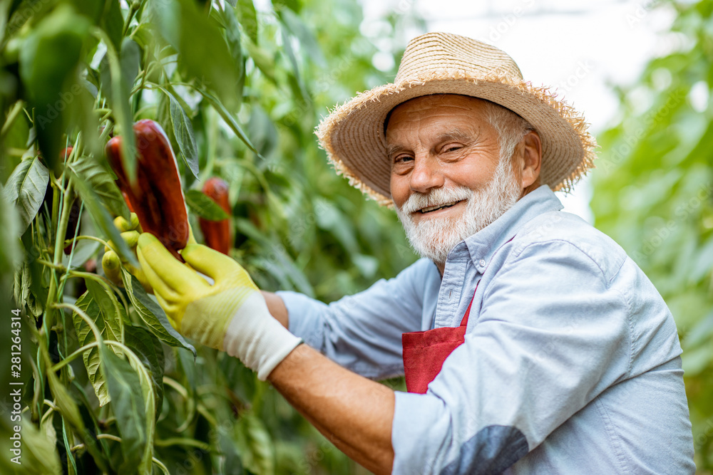 Portrait of a senior man growing red capi peppers in the hothouse on a small agricultural farm. Conc