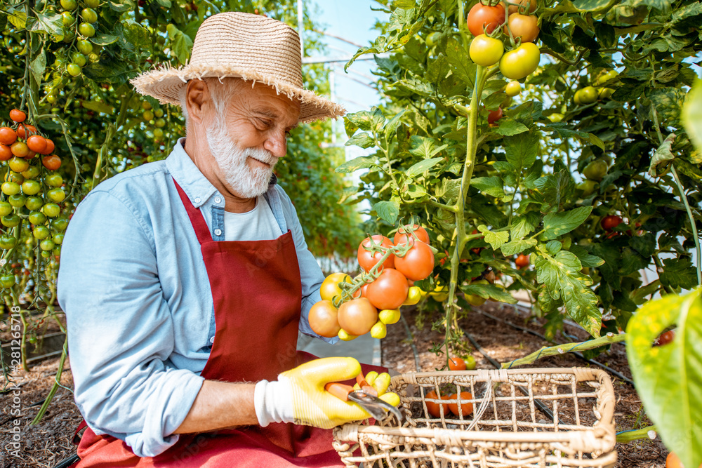 Senior man collecting tomato harvest in the hothouse of a small agricultural farm. Concept of a smal