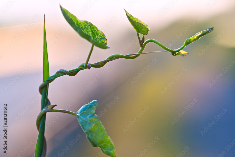 Blurred natural background with field bindweed.