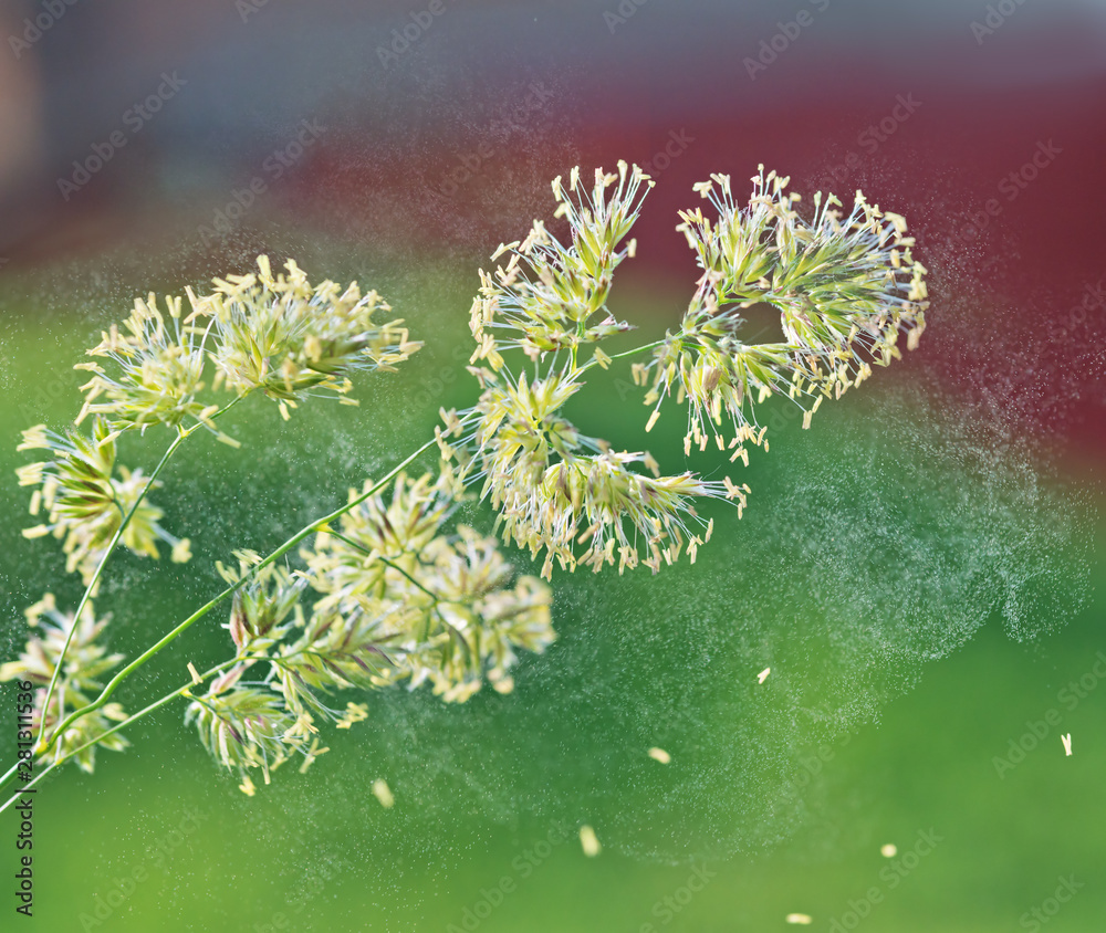 Macro with a blade of grass in the wind shaking off a cloud of pollen in the air.