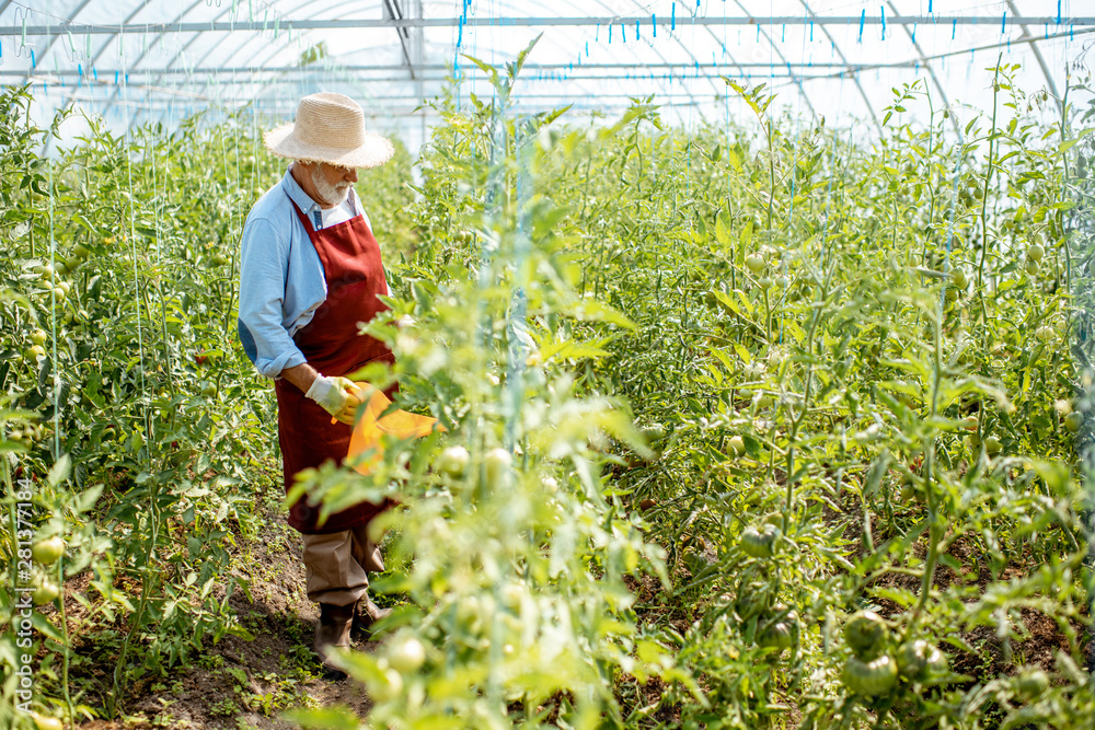 Senior man watering tomato plantation with watering can in the hothouse. Concept of a small agribusi