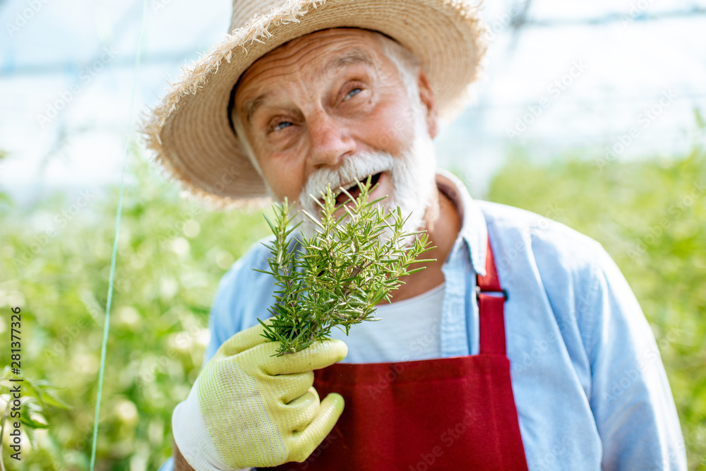 Portrait of a happy senior bearded man as agronomist holding rosemary branch in the hothouse at the 