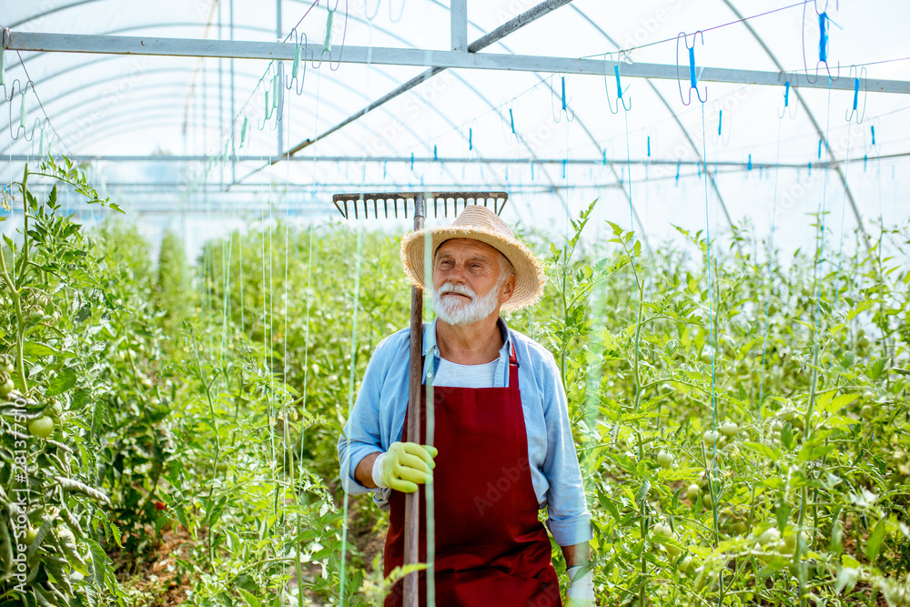 一位高级农学家拿着耙子站在温室里的番茄种植园上的肖像