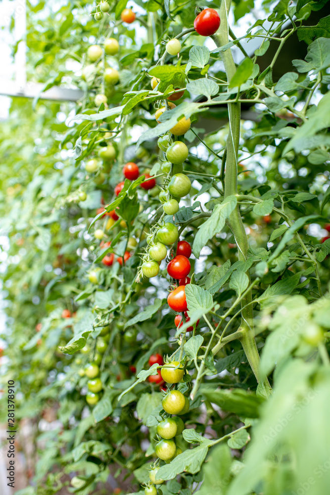 Branches with growing cherry tomatoes on the organic plantation, close-up view