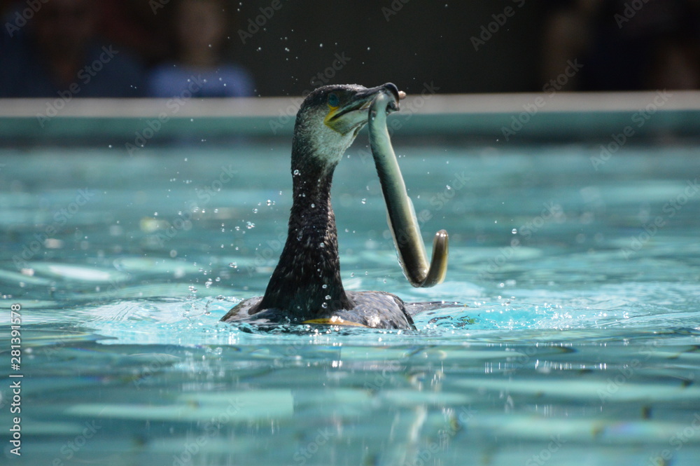 Cormoran en pleine chasse沙丘anguille