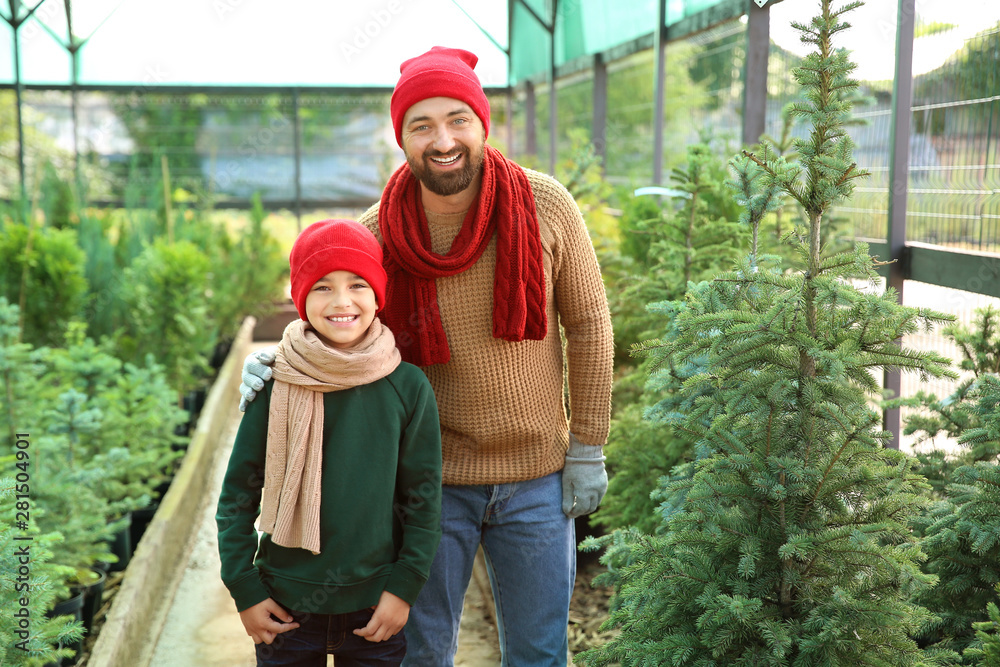 Father and son choosing Christmas tree in greenhouse