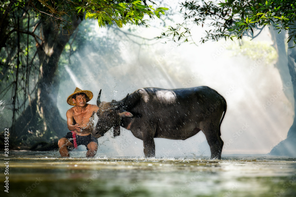 farmer with buffalo on the river in asian