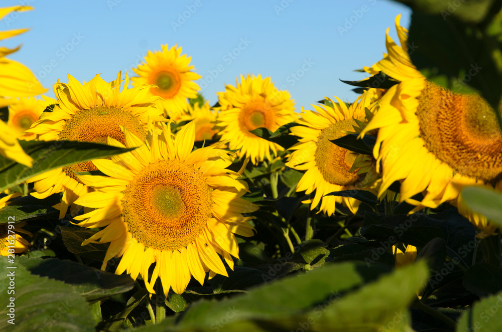 yellow-green sunflowers, blue sky, beautiful background.