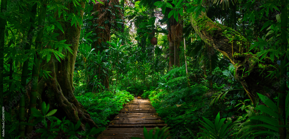 Southeast Asian tropical rainforest with path