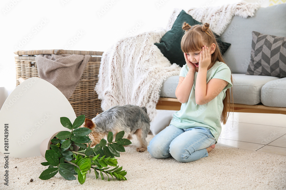 可爱的小女孩带着狗，把室内植物掉在地毯上