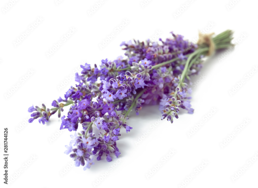 Beautiful lavender flowers on white background